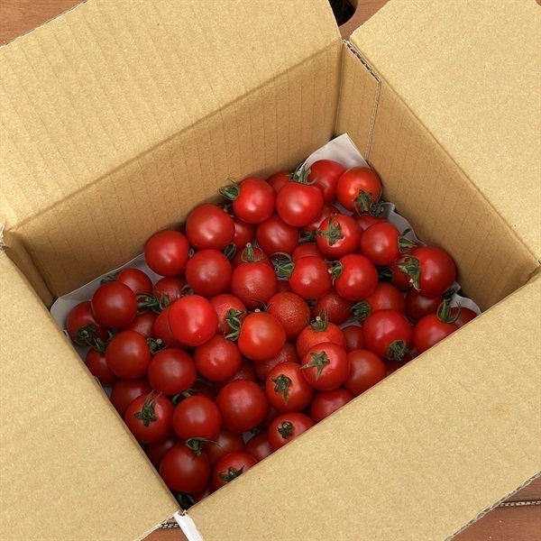 華こまち(1.5kg)